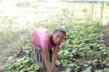 Kinshasa : la rareté des pluies à la base de la faible production des légumes (une maraichère)