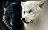 quelqu’un a imaginé que deux loups vivent en nous en permanence, l’un représente la méchanceté, l’avarice, l’amertume, la peur et la colère, tandis que l’autre représente l’amour, 