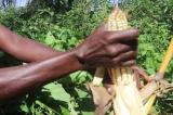 Haut-Katanga : entre autosuffisance en maïs et forte demande