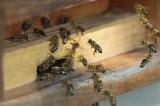 Ituri: des abeilles empêchent l’enterrement du père de l'abbé Roger à Gety (ERRATUM)
