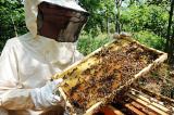 La production de miel a sensiblement baissé dans le Nord-Kivu, alertent les apiculteurs