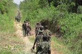 Nord-Kivu: 4 ADF neutralisés par l'armée vers Eringeti