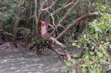 Australie : un fugitif retrouvé nu dans une zone infestée de Crocodiles 