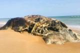 Biodiversité marine : le corps d’une baleine échoue à la plage de Cotonou