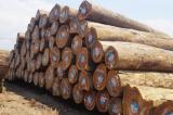 Exploitation industrielle du bois en RDC, Eve Bazaiba bloque, la FIB menace