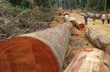 Forêt : la SODEFOR est-elle responsable du faible développement de la province du Maï-Ndombe ?