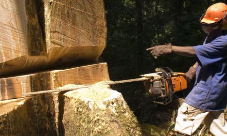 Infos congo - Actualités Congo - Kinshasa-Biodiversité : trois nouvelles zones prioritaires pour la conservation identifiées en RDC