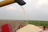 Bukanga Lonzo : faute d’évacuation, 30 à 40% de maïs risquent d’être perdus