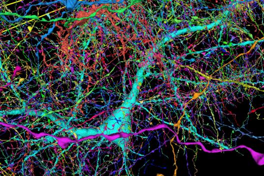 La première reproduction en 3D des synapses et des neurones d’un cerveau humain (Une image révolutionnaire)
