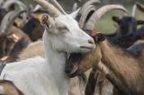 Dijon : ils tuent trois chèvres et les font cuire dans la cour de leur immeuble