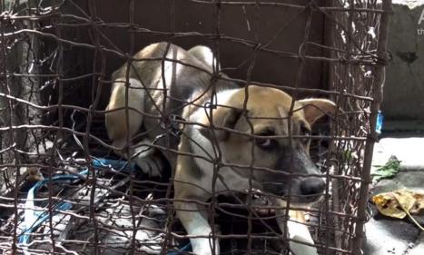 Infos congo - Actualités Congo - -À Bali, des vendeurs commercialisent de la viande de chien en la faisant passer pour du poulet