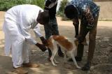 Rage : le ministre de la Pêche appelle les Congolais à faire vacciner leurs chiens