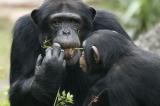 Maniema : deux chimpanzés en captivité remis à l’ICCN à Kindu