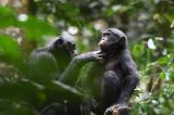 Primates: une découverte étonnante faite par des scientifiques montre que les bonobos coopèrent entre communautés différentes