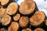 La déforestation : Global Witness pointe l’exportation illégale de bois de la RDC vers la Chine