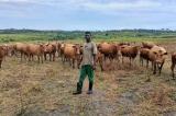 Des vaches venues du Rwanda signalées au Kongo Central!