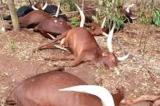 Djugu : à Tchomia, des miliciens de la Codeco abattent des vaches et en emportent d’autres