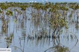 En Égypte, la réintroduction des mangroves pour préserver l'environnement