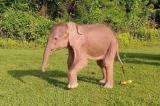 Naissance rare d’un éléphant blanc en Birmanie 