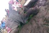 Nord-Kivu : l’ICCN dénonce l’abattage d’un éléphant dans le territoire de Rutshuru