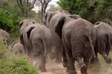 Manono : le conflit éléphants-hommes persiste