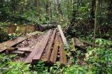 La RDC, « pays-solution », a perdu presque 1,5 million d’hectares des forêts en 2021, alerte l’IRI