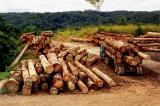 Haut-Katanga: l'Evêque de Kilwa-Kasenga dénonce la déforestation illégale du bois rouge 