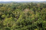 Climat : la transformation de l'Amazonie en savane se profile plus vite que prévu