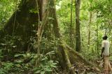 Bassin du Congo-RDC : 512 672 hectares de perte de forêt en 2022   