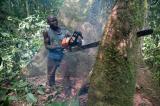 Dans le bassin du Congo, les droits bafoués des peuples autochtones face à la déforestation