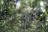 Quels sont les enjeux du sommet des Trois Bassins forestiers tropicaux qui s’est ouvert à Brazzaville ?