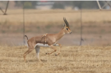 Observation extrêmement rare d’une gazelle à six pattes