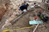 Une gigantesque défense d’éléphant datant de la préhistoire découverte en Israël