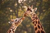 Les girafes : 5 menaces qui pourraient conduire à leur extinction