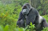Nord-Kivu : Les environnementalistes dénoncent l’impact de la guerre sur la faune et la flore