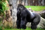 Protéger les gorilles du Parc National des Virunga