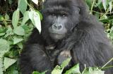 Parc des Virunga: naissance de 2 nouveaux bébés gorilles