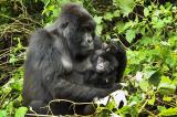 Tension RDC-Rwanda : les acteurs de la société civile environnementale préoccupés par ''le sort'' des gorilles de montagne