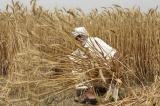 Le prix du blé s'envole après l'embargo indien sur les exportations
