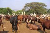 Ituri : incursion des hommes armés qui s’en prennent au bétail près de Komanda