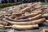 Afrique : la question de la légalisation du commerce de l'ivoire fait débat