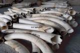 Le commerce illicite d’ivoire détruit davantage les éléphants d’Afrique et met l’espèce en danger critique d’extinction (Tribune)