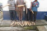 Ituri : arrestation de 4 trafiquants d'ivoire