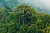 COP 28 : crédits carbone, 5 $ la tonne pour la RDC, 120 $ pour le Rwanda