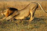 Afrique du Sud : le lion Sylvester s‘échappe à nouveau du parc national