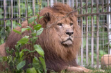 Ghana : un lion tue un homme entré dans son enclos dans le zoo d'Accra