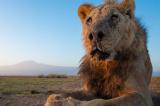 Kenya : l'un des plus vieux lions sauvages tué par des bergers