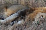 Un lion échappé du parc de Virunga, abattu par la population