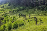 Nord-Kivu : le Conseil Territorial de la Jeunesse de Rutshuru condamne l'invasion du Parc National des Virunga par le M23
