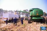 Echec du Programme présidentiel volontariste agricole de Nkuadi : 26 millions USD affectés pour une maigre production de 1200 tonnes seulement de maïs
